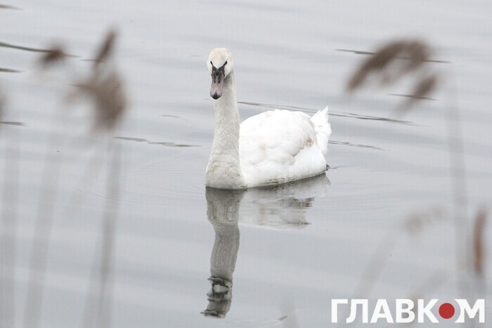 Озеро Солнечное, Киев