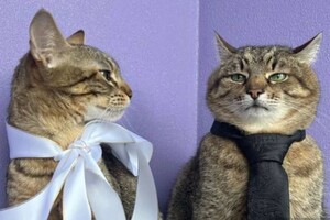 Блогер-мільйонник кіт Степан одружився та показав свідоцтво про шлюб