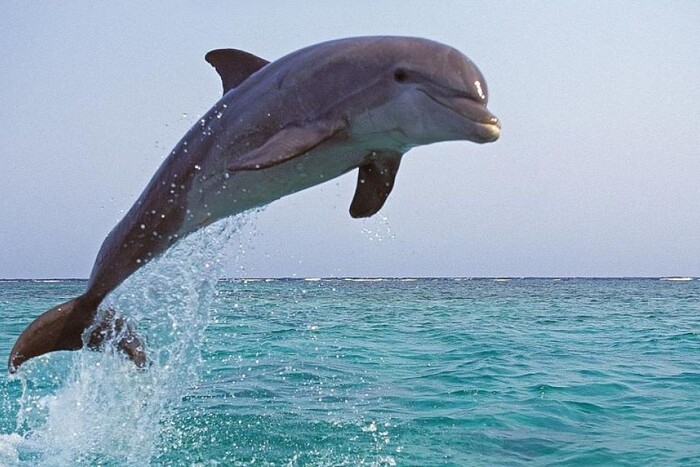 У Чорному морі масово гинуть дельфіни: еколог назвав причину