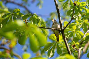 Сьогодні – Міжнародний день світанкового хору