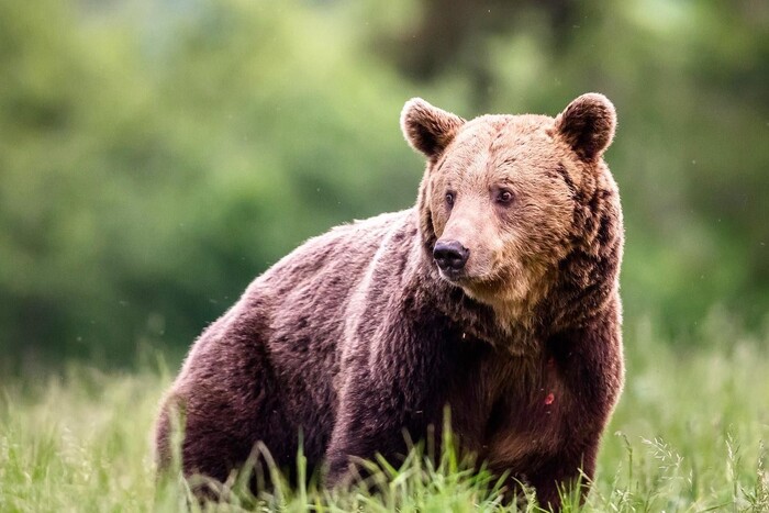 В Італії за вбивство затримали ведмедя. Зоозахисники переконані: тварина не винна
