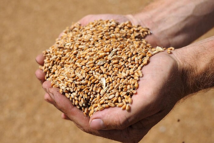 Виробництво пшениці в Україні різко скоротиться. Прогноз мінсільгосп США