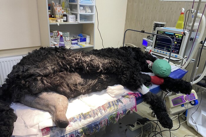 Харківські ветеринари встановили скаліченому росіянами собаці біоінтегрований протез