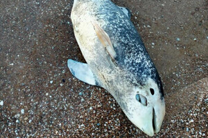В море возле оккупированного Мариуполя погибают дельфины (фото)