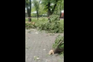 Уламком ракети пошкодило зелені насадження, але всі поламані гілки вже прибрали