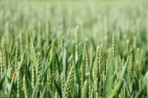 Україна може встановити рекорд із посіву пшениці