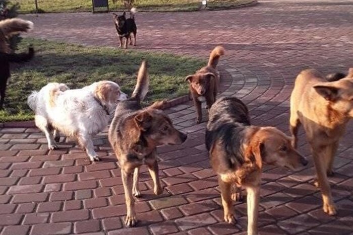 Російські депутати запропонували відправляти на фронт безпритульних собак