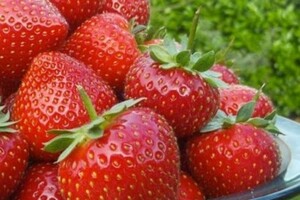 Вчені знайшли найнебезпечнішу для здоров'я ягоду