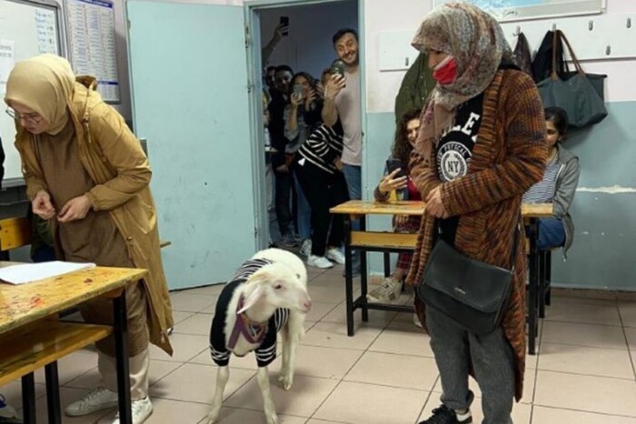 На виборчу дільницю у Туреччині завітало «проголосувати» ягня (відео)