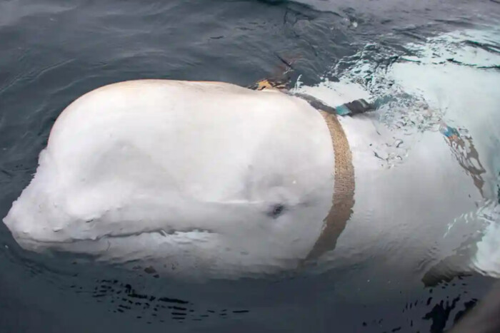 У водах Скандинавії плаває російський «кит-шпигун» – ЗМІ