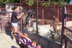 У Новій Каховці затопило зоопарк: стало відомо, скільки загинуло тварин (відео)