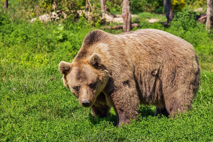 Не будите спящего медведя! или Чего не знают россияне