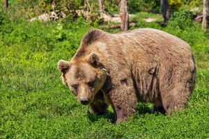 Когда медведя будят во время спячки, да еще и резко, животное испытывает сильный стресс