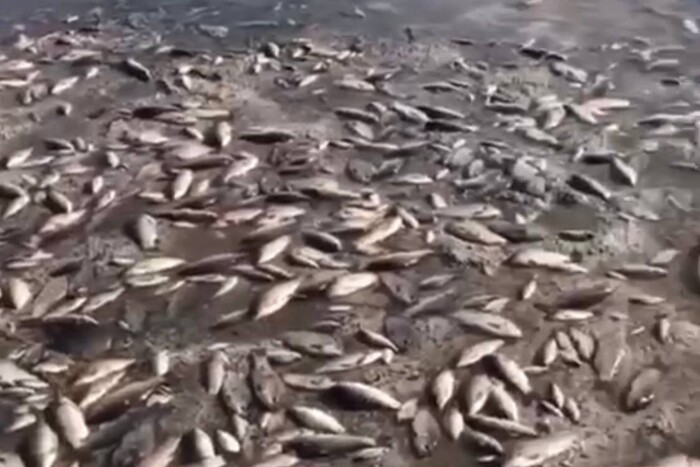 Знищення Каховської ГЕС. На Дніпропетровщині масовий мор риби (відео)