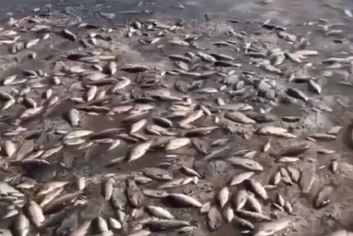Уничтожение Каховской ГЭС. На Днепропетровщине массовый мор рыбы (видео)