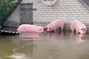 Свиньи ждут спасения из водяной ловушки