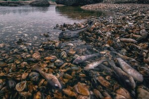 Каховське водосховище після підриву ГЕС