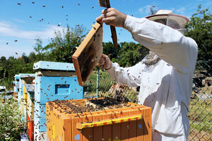 Сусідські війни. Власник пасіки виплатить велику компенсацію за укуси бджіл