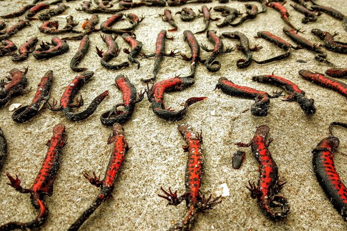 Підрив Каховської ГЕС. Загинули майже 150 червонокнижних тритонів (фото)