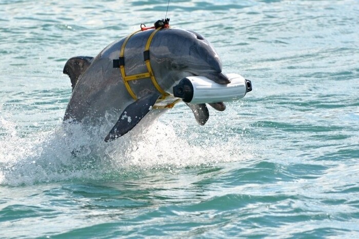 Росія посилює оборону Севастополя бойовими дельфінами