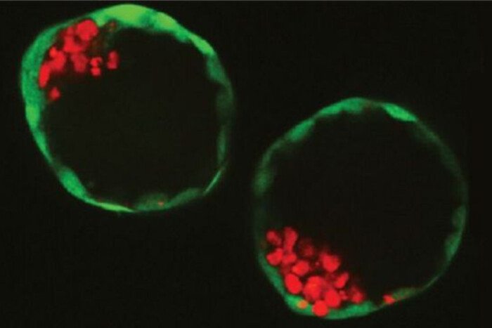Революційний прорив: науковці створили синтетичні ембріони людини штучно