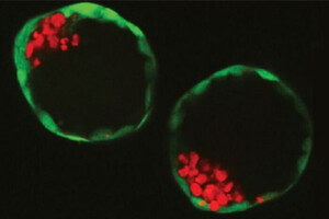 Революционный прорыв: ученые создали синтетические эмбрионы человека искусственно
