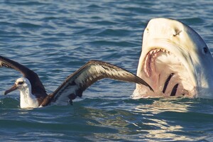 Гігантські акули напали на команду Netflix під час зйомок серіалу