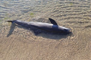Підрив Каховської ГЕС. У Болгарію і Туреччину течією принесло понад 150 мертвих дельфінів