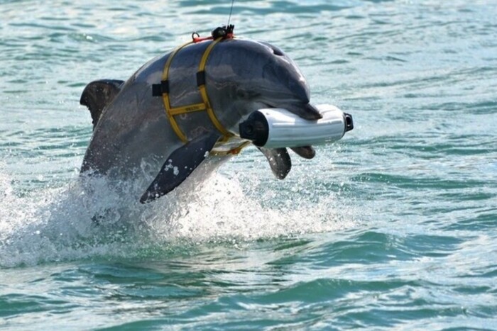 Навіщо РФ посилила оборону Севастополя бойовими дельфінами: дані розвідки Британії