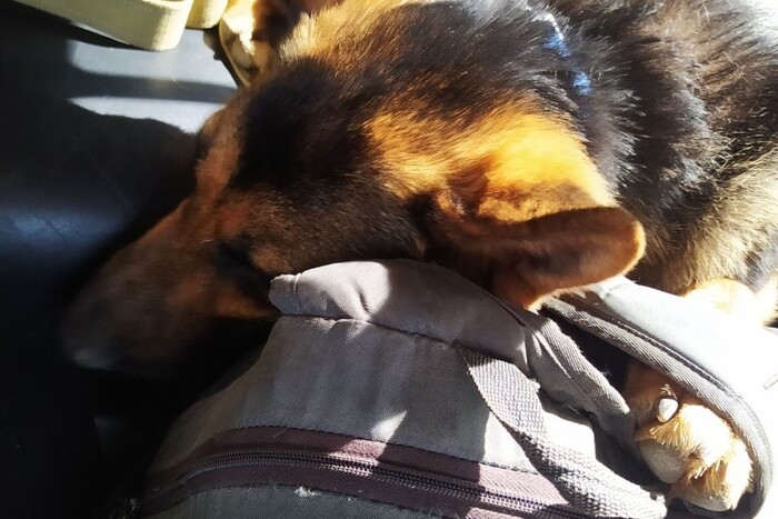 Не пустили в евакуаційний автобус: херсонець три дні йшов пішки до Одеси зі своїм собакою
