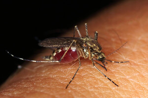 У США зафіксовано спалах малярії за останні 20 років