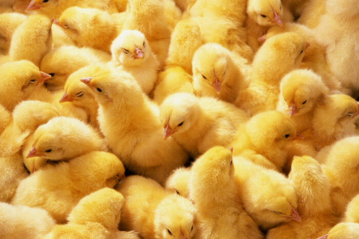 Поляки у відчаї: Україна заборонила імпорт яєць та курятини