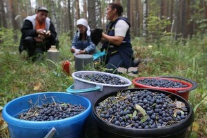 Українці можуть отримати штраф за збір та продаж ягід у Польщі