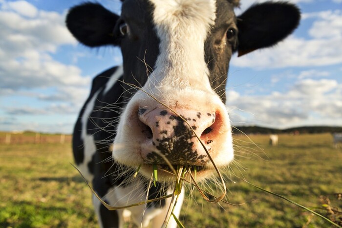 Британські вчені годуватимуть корів нарцисами, аби вирішити одну проблему