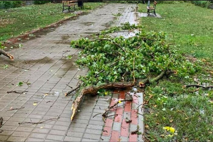 Вітер валив дерева, зникло світло: Київ і область накрила потужна негода (фото, відео) 