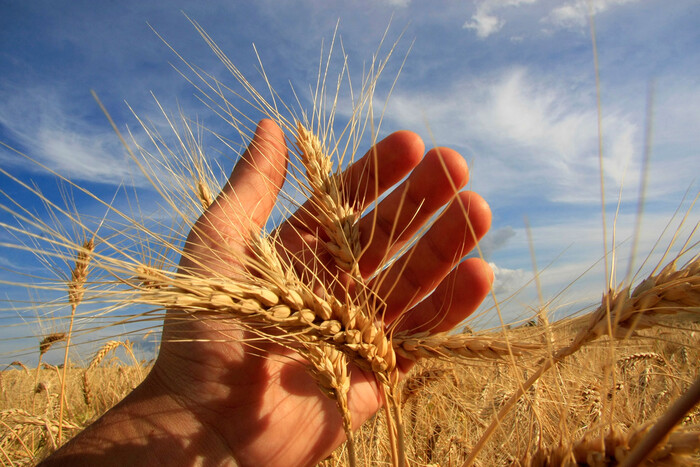 Світові ціни на пшеницю за три дні підскочили на 11% – Bloomberg