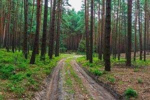 Дрон впав у лісополосі, далеко від дороги