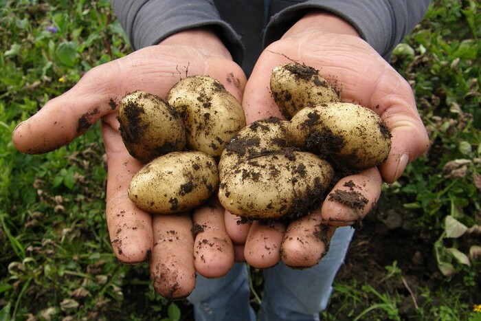 Нікопольці посадили картоплю на дні висохлого Каховського водосховища