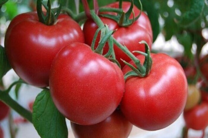 Німецькі депутати хочуть заборонити вирощувати полуницю і помідори: причина
