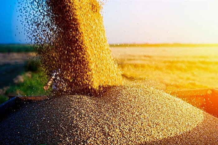 Прогноз врожаю та експорту у новому сезоні від Української зернової асоціації