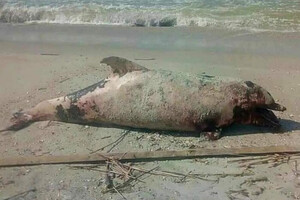 Погибли 50 тыс. дельфинов. Украинские ученые бьют тревогу