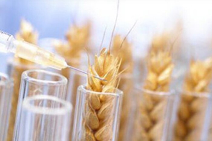 Про що «говорить» пшениця: науковці розкрили новий секрет