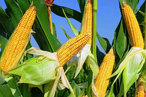 Експерти назвали несподівані факти про користь кукурудзи 