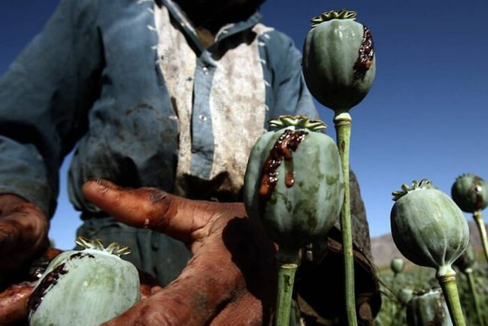 «История успеха» Талибана. Как борьба с опиумом меняет Афганистан