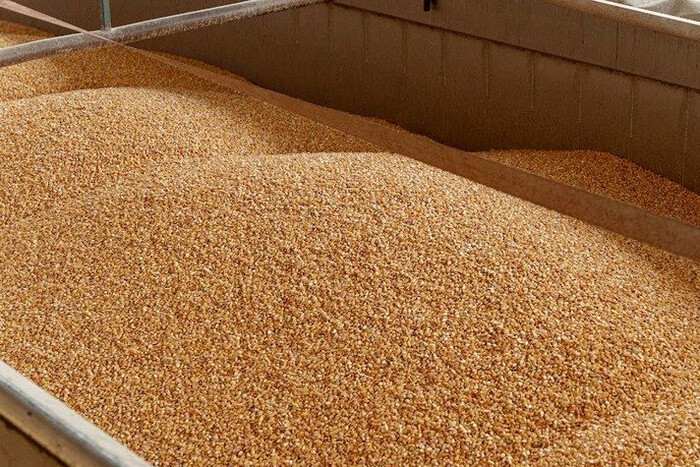 Індія веде переговори з Росією щодо імпорту пшениці зі знижкою – Reuters