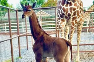 В американському зоопарку народилася єдина у світі жирафа без плям (фото)