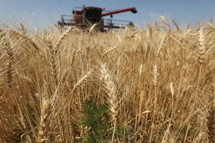 Ще одна країна заборонила імпорт українського зерна