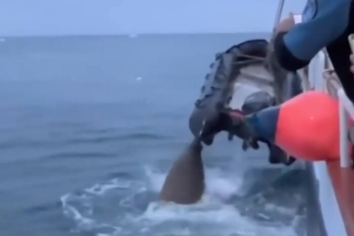 Моржиха напала на човен росіян у Північному Льодовитому океані (відео)