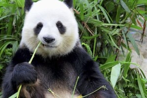 Китай забирає своїх панд із США