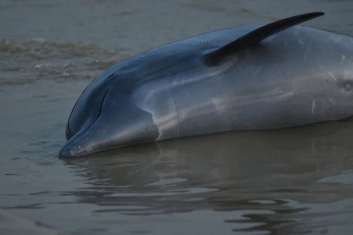 У Бразилії дельфіни масово гинуть від спеки